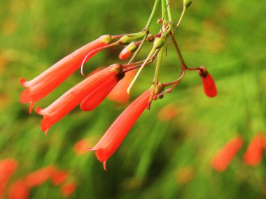 Russelia, dökmeyen çalı. Doğa. Park.