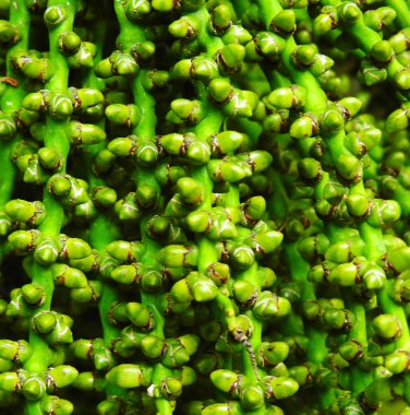 Tohumları ile yeşil tropikal bitki. Harika bir arka plan. Doku.