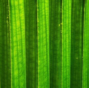 Avuç içi yakın bırakır. Harika bir arka plan. Doku.