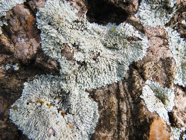 Musgo Verde Sobre Piedra Antecedentes Textura — Foto de Stock