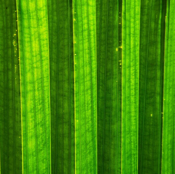 Les Feuilles Paume Rapprochent Beau Fond Texture — Photo