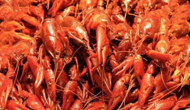 Kırmızı haşlanmış kerevit. İyi bir arka plan. Gıda.