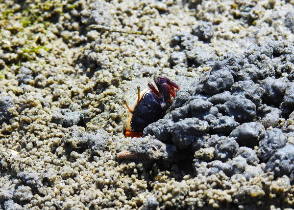 Malý Krab Břehu Řeky Zavřít — Stock fotografie