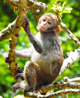  Maymunlar Guangxi makak kendi doğal habitat. 