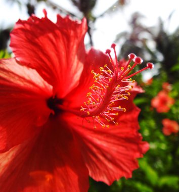  Kızıl Hibiscus. güzel kırmızı çiçek.         