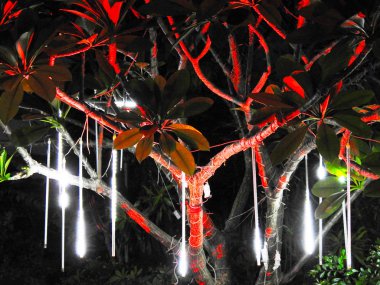 Aydınlatma ile aydınlatılan tropikal ağaç.