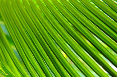  Yaprak lar palmate dalı. Mükemmel doku. Arka plan.    