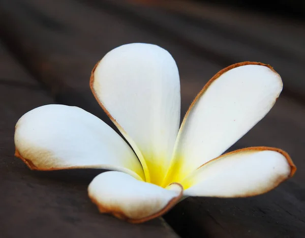 White beautiful flower on the wooden floor. Background. Nature. Autumn.