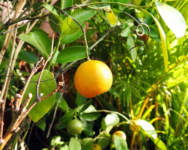 Uma Laranja Amarela Não Madura Cresce Uma Árvore Grande Fundo — Fotografia de Stock