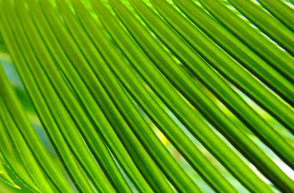  Yaprak lar palmate dalı. Mükemmel doku. Arka plan.    