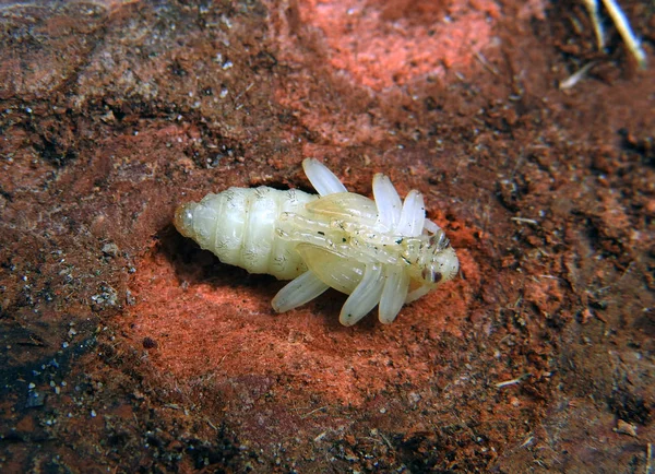 Larva Escaravelho Barbel Modo Macro — Fotografia de Stock