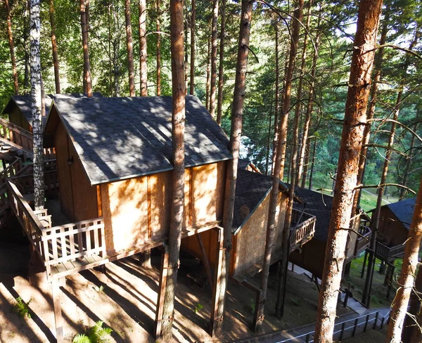 Häuser Auf Bäumen Einem Kiefernwald Ökologie Natur — Stockfoto