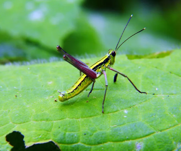 Sauterelle Sur Feuille Nature Mode Macro — Photo