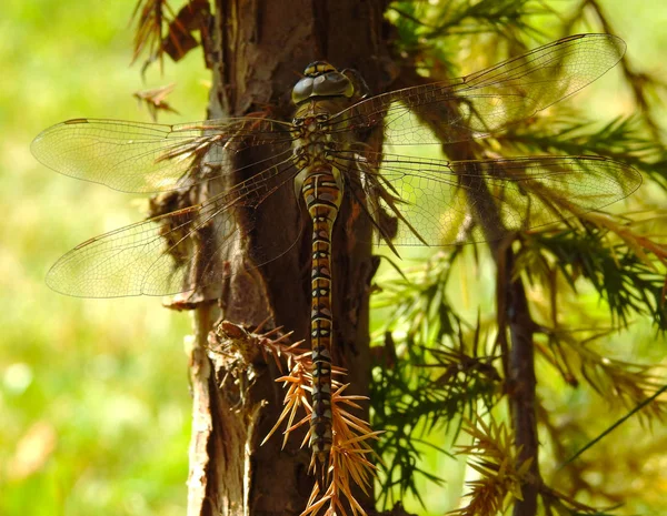 Velká Krásná Dragonmoucha Přírody Režim Macro — Stock fotografie