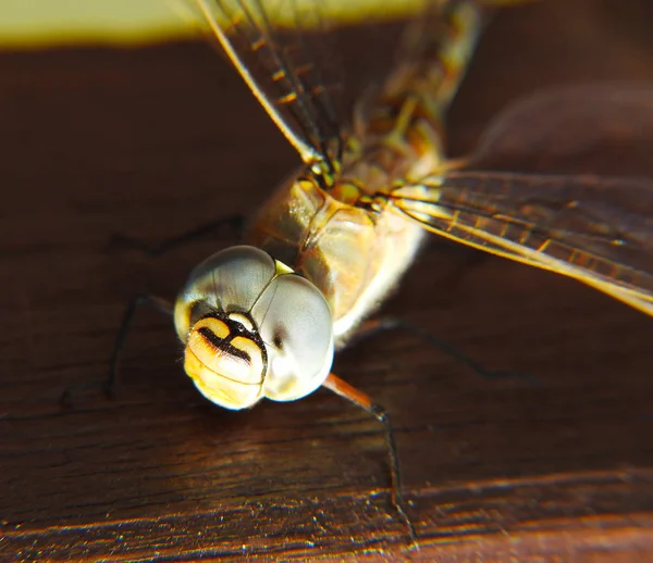 Velká Krásná Dragonmoucha Přírody Režim Macro — Stock fotografie