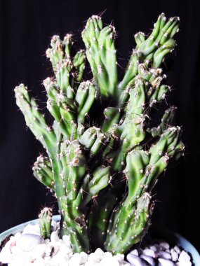 Cacti Cereus, kaya. Saksıda çiçekler.