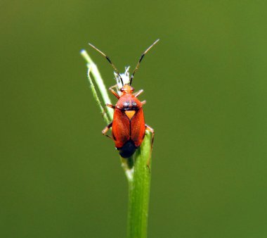 Kırmızı böcek yaklaş. Makro çekim.