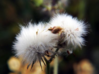 Vahşi karahindibaların güzel çiçekleri. Makro çekim.