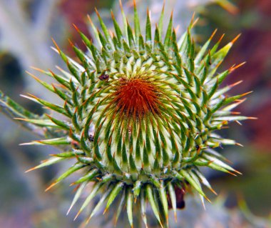 Devedikeni dikeni kapat. Makro çekim.