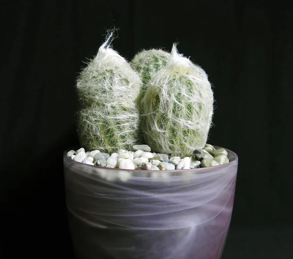 Cactus Espostoa Lanata Fleurs Pots — Photo