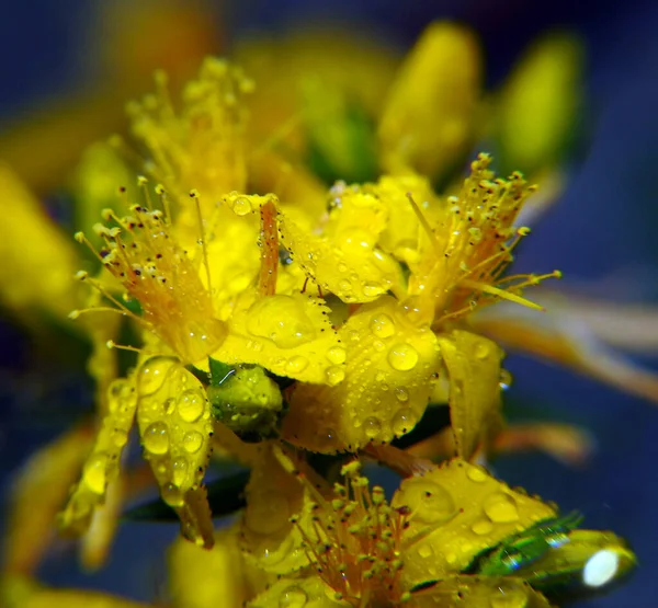 Hermosas Flores Silvestres Amarillas Cerca Macro Tiro —  Fotos de Stock