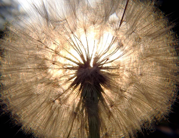 Enorme Dente Leone Alla Luce Del Sole — Foto Stock