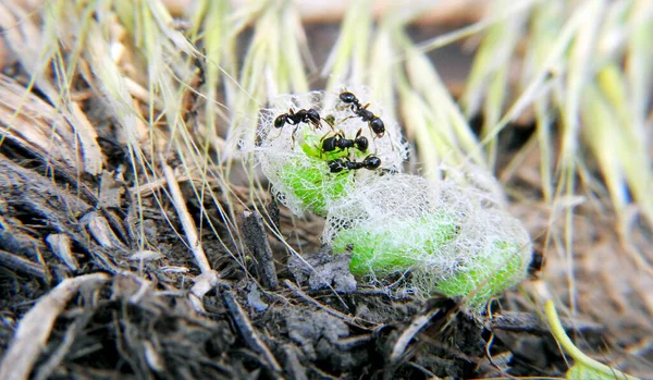 Little ants eat caterpillar larvae. Macro shot.