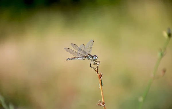 Vážka Větvi Snímek Makra — Stock fotografie