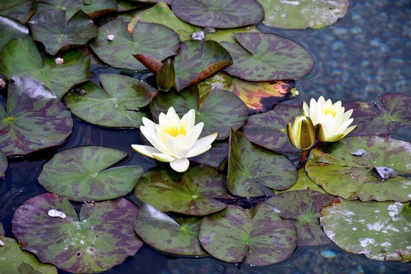 池の白い睡蓮 — ストック写真