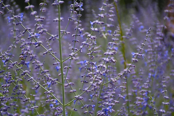 Lilac Lavender Wildflowers Macro Shot — Stock Photo, Image