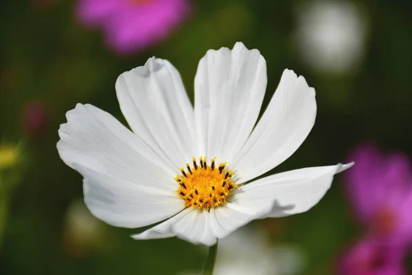 Belles Fleurs Sauvages Macro Shot Gros Plan — Photo