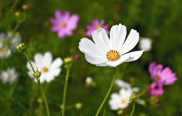 Belles Fleurs Sauvages Macro Shot Gros Plan — Photo