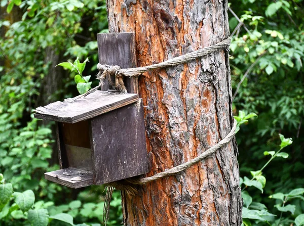 Vahşi Sincaplar Için Orman Besleyicisi — Stok fotoğraf