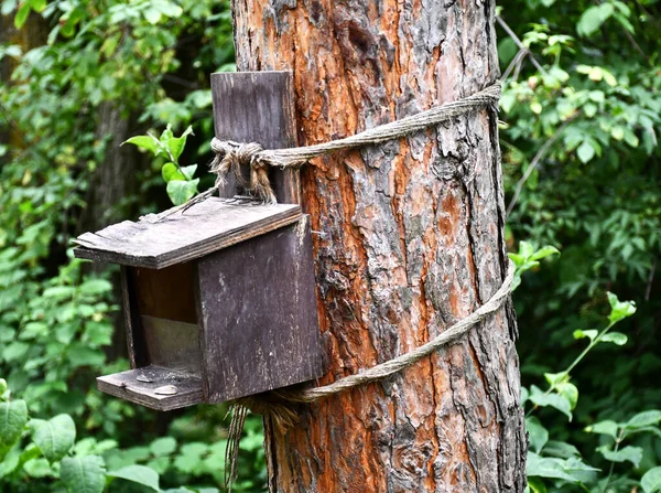 Mangeoire Forestière Pour Écureuils Sauvages — Photo