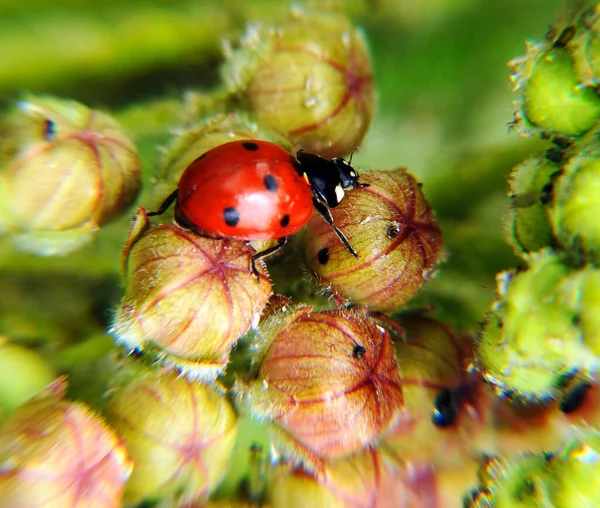 Çiçekteki Uğur Böceği Makro Çekim — Stok fotoğraf