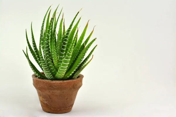 Kleine miniatuur cactus — Stockfoto