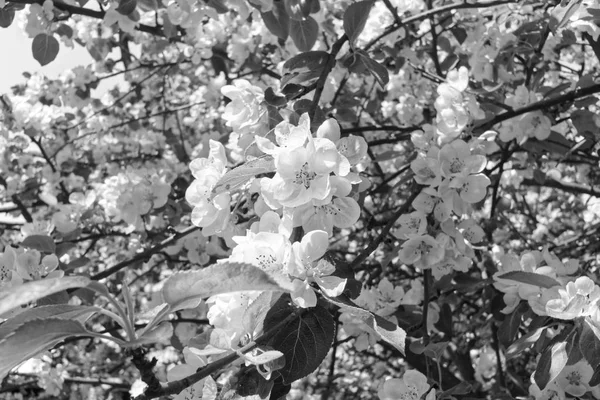 Flor de manzana blanca en el cielo - fotografía monocromática — Foto de Stock