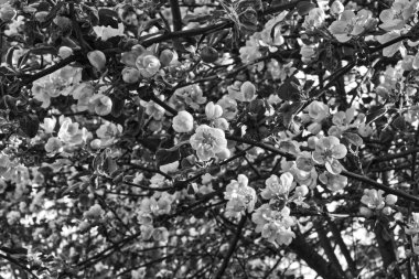 Mayıs - tek renkli fotoğraf tam çiçeği elma ağacı