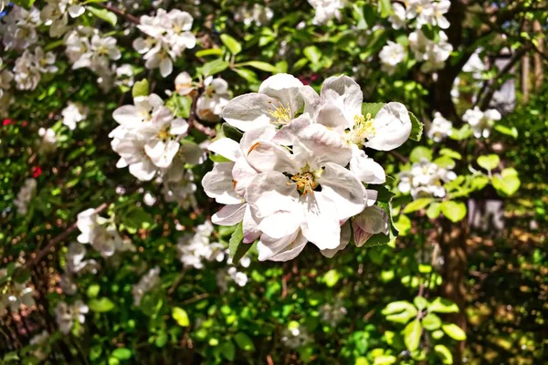 在阳光明媚的天气里接近白色的苹果花 — 图库照片