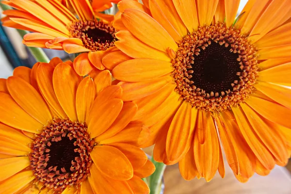 Tre orange gerbera daisies — Stockfoto