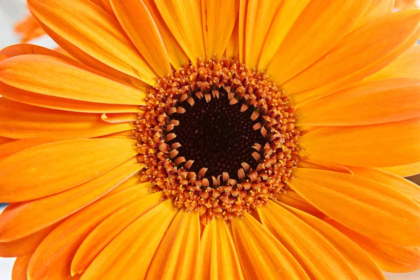 Oranžová gerbera sedmikráska květ hlava — Stock fotografie