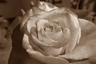 Henryane de Chaponay rose - sepia
