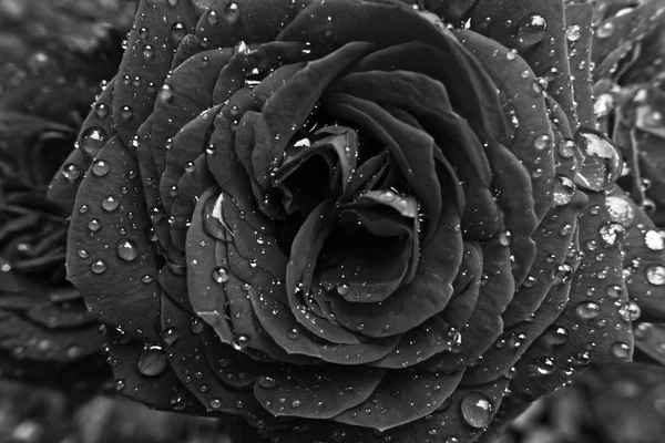 Fleur rose miniature en velours avec gouttelettes d'eau - monochrome — Photo
