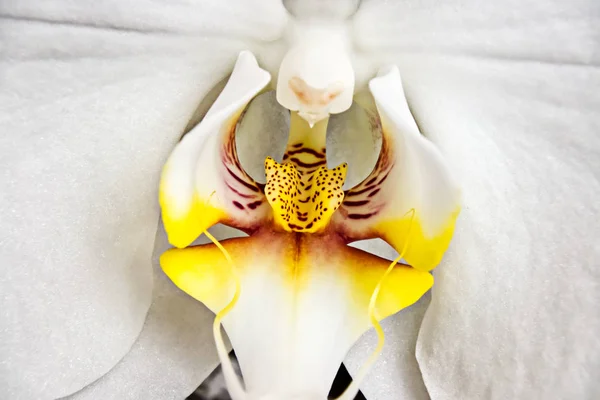 Beyaz phalaenopsis orkide çiçek portre — Stok fotoğraf