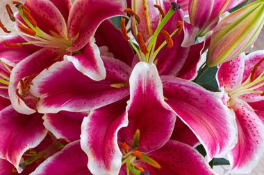 Koyu pembe zambaklar