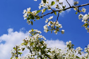 İlkbaharda çiçek açan elma ağacı