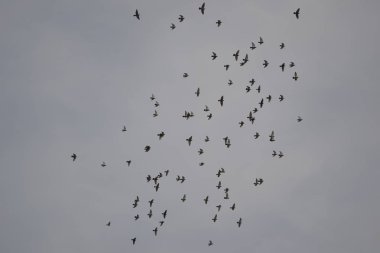Gökyüzünde uçan kuş sürüsü
