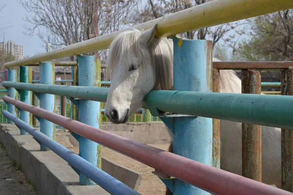 Witte Paard Dierentuin — Stockfoto