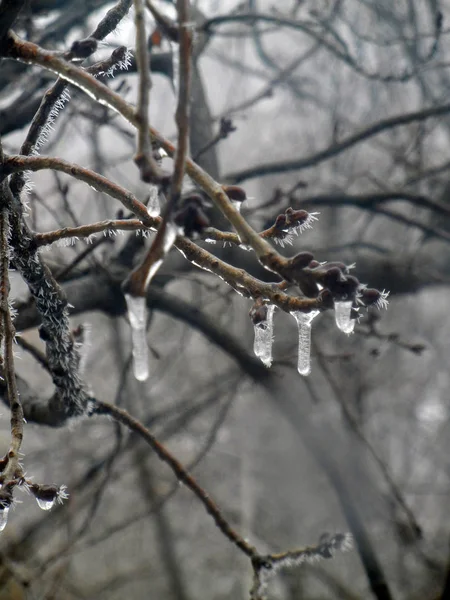 Frozen Drops Branch — Stock Photo, Image