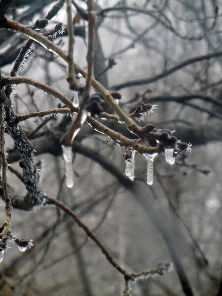 frozen drops on a branch